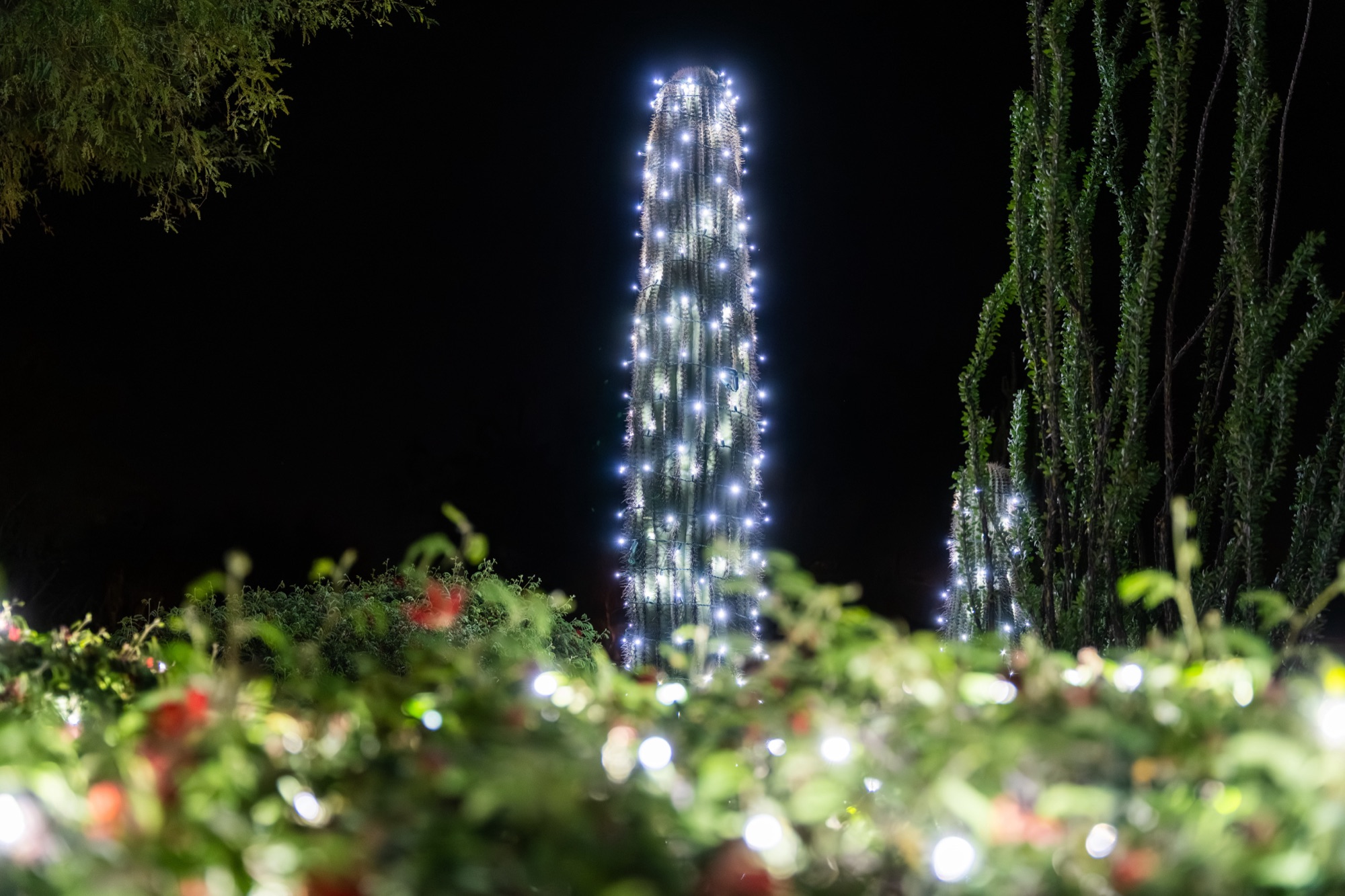 Saguaro cactus wrapped in warm white lights at night
