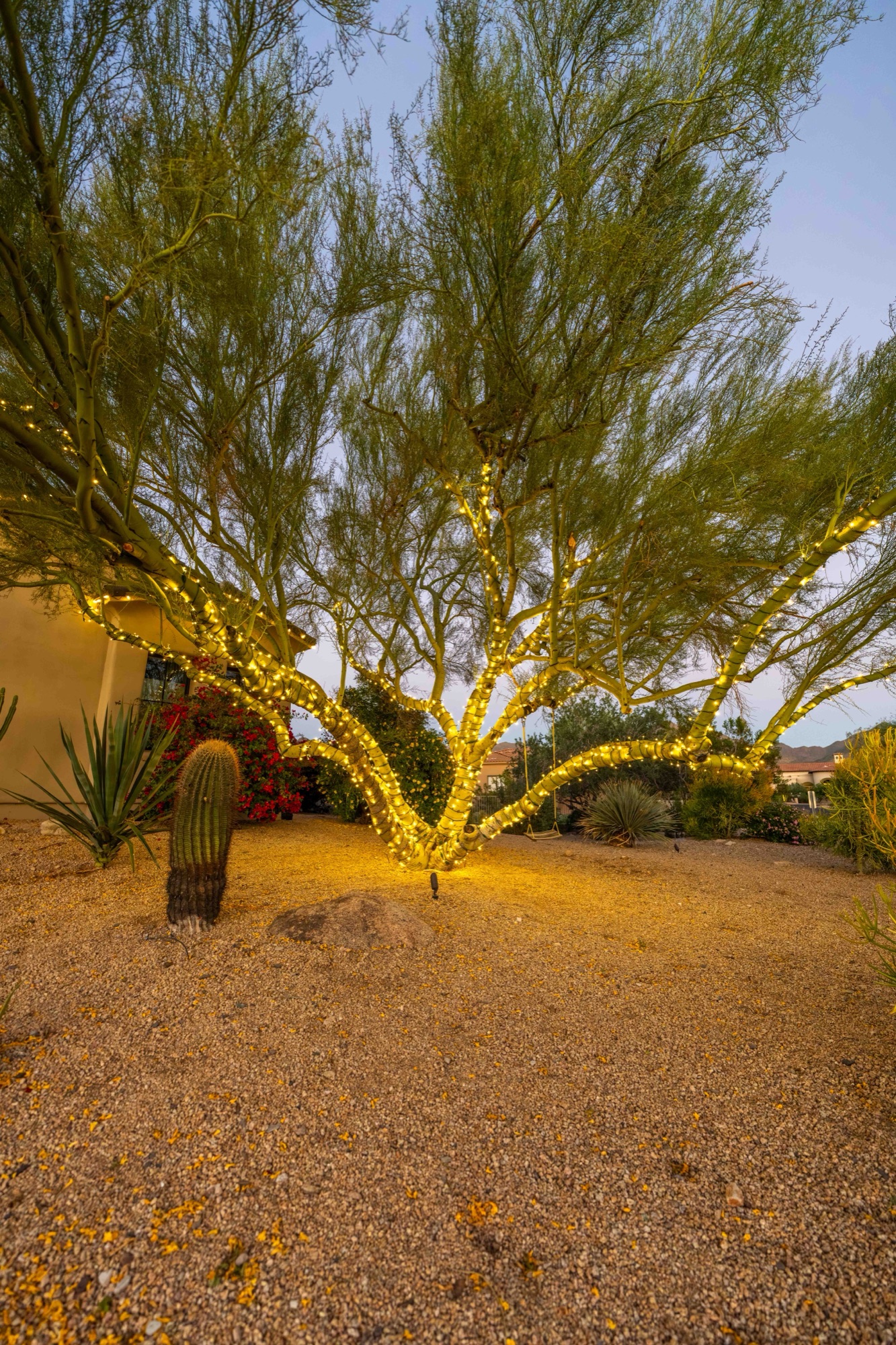 Palo verde tree wrapped in lights at dusk